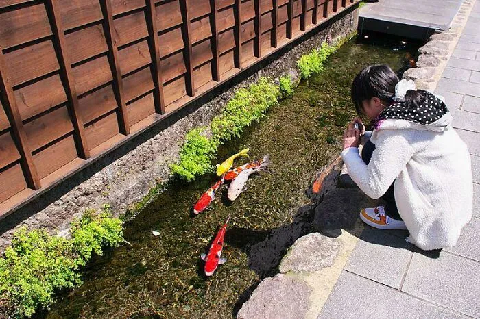 In The City Of Shimabara On Japan’s Kyushu Island, The Drainage Canals Are So Clean They Are Home To Hundreds Of Koi Carp