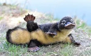 50 Times People Spotted The Cutest Animals And Just Had To Take A Pic Of Them