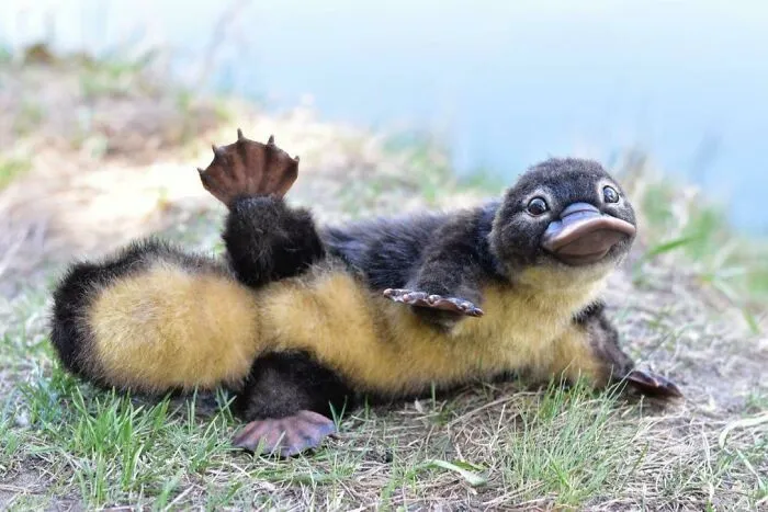 I Hear You Were Looking For The Cutest Photo On The Internet?