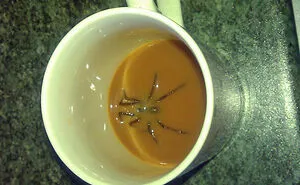 35 Spiders That Are Extra Scary Because Of Where They Were Found