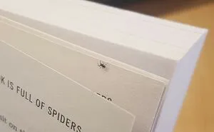 35 Spiders That Are Extra Scary Because Of Where They Were Found