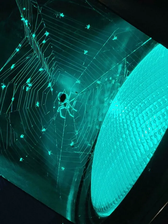 Spotted A Spider On A Traffic Light The Other Day And Decided To Snap This Cool Pic