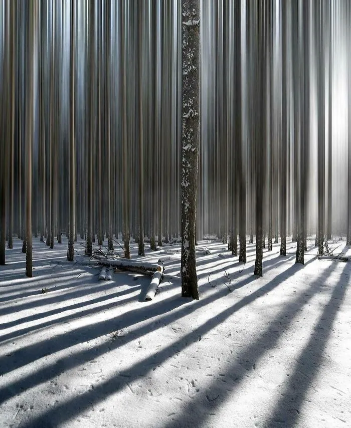 Uniformed Forest