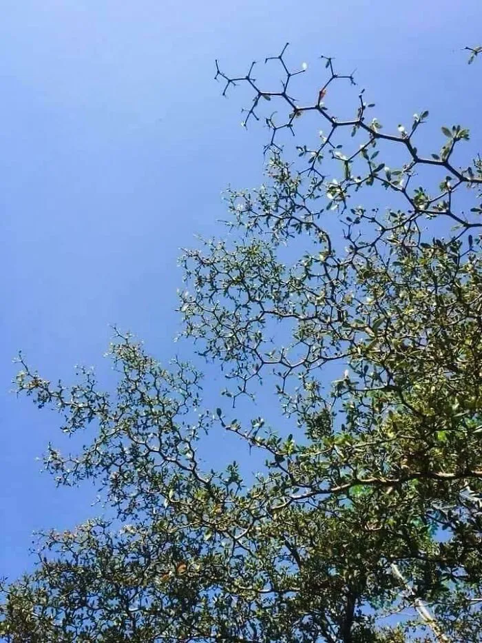 Árbol químico