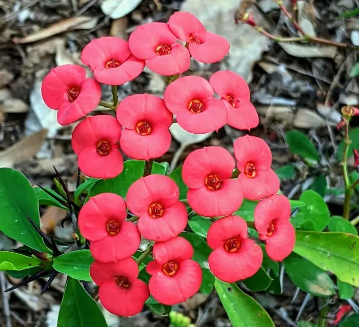 These Flowers Arrange Themselves In A Grid