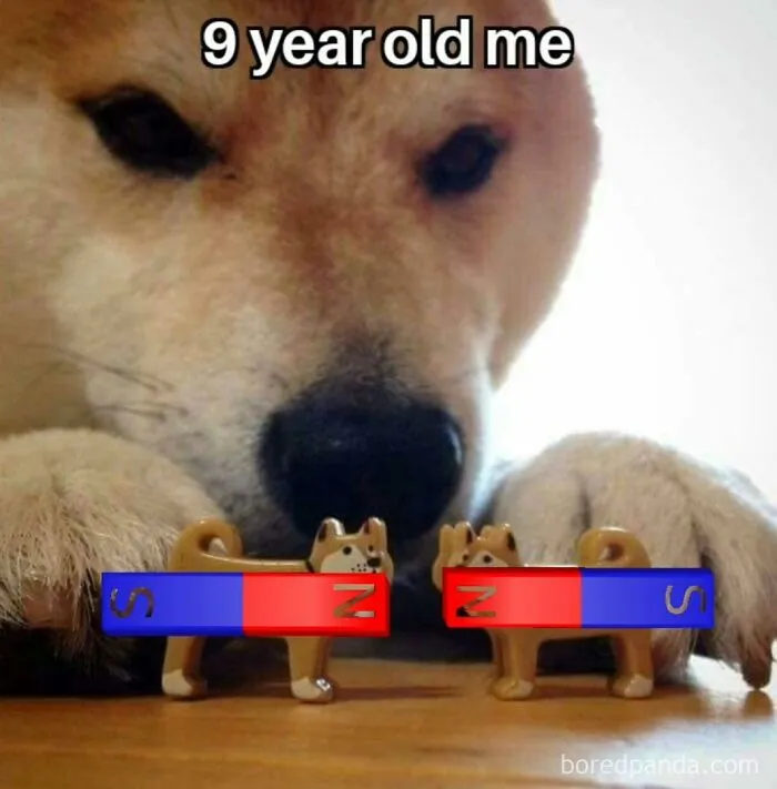 Dog puzzled by toy magnets with clever science meme humor.