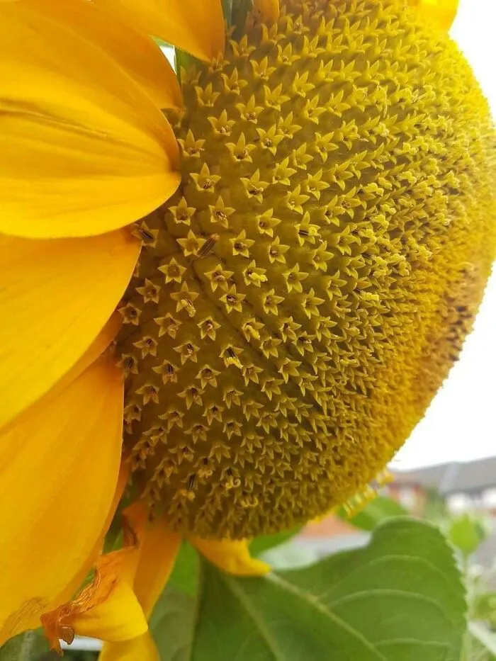 Los girasoles son en realidad cientos de florecitas en simetría casi perfecta