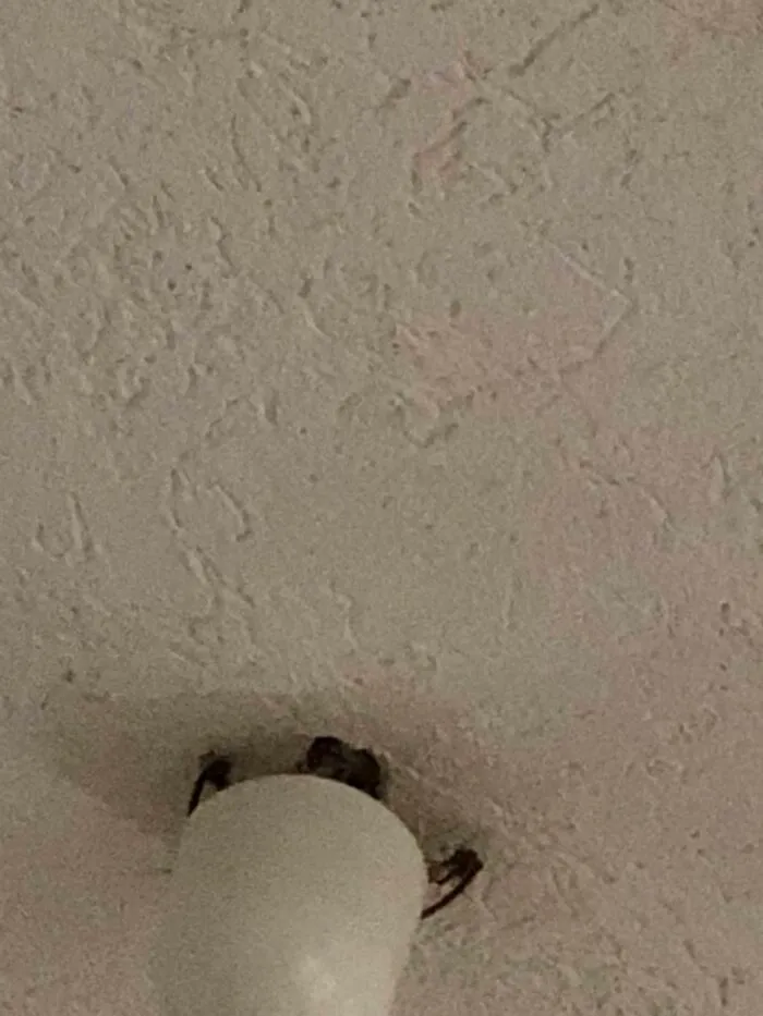 Big Spider Hiding