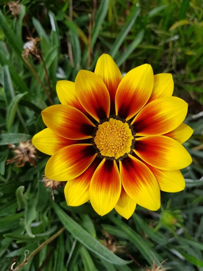 Unedited Flower In My Front Garden