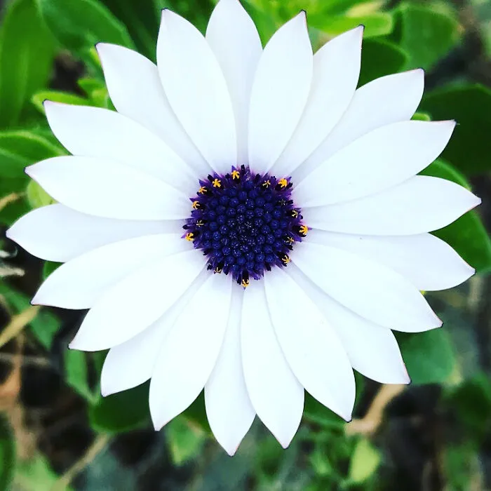 Flor perfecta cerca de mi casa