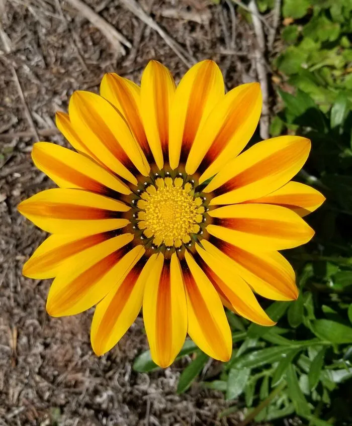 Flor perfecta que encontré de excursión