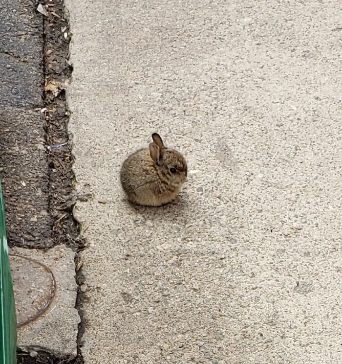 Smol Bun