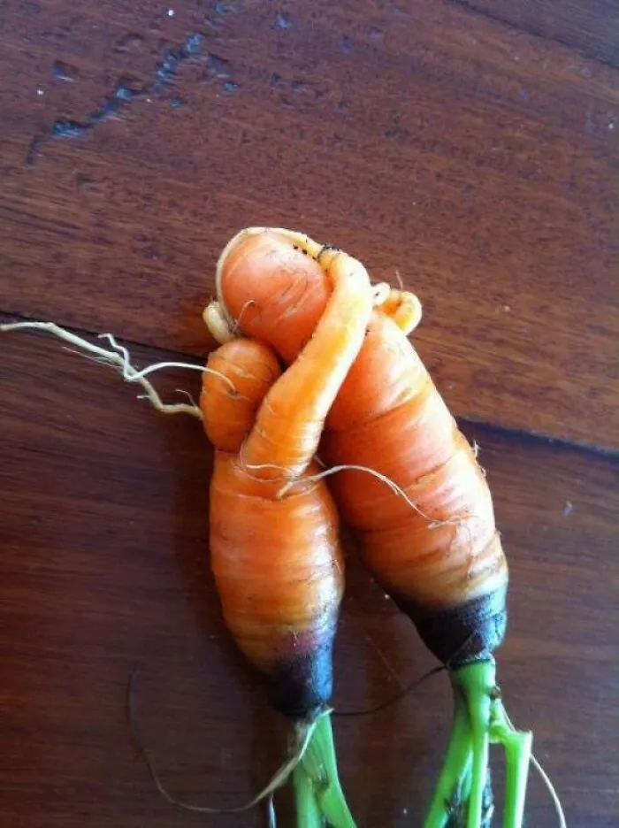 Amantes zanahorias