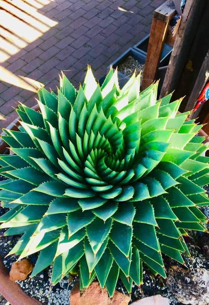 Simetría increíble en este Aloe Polyphylla