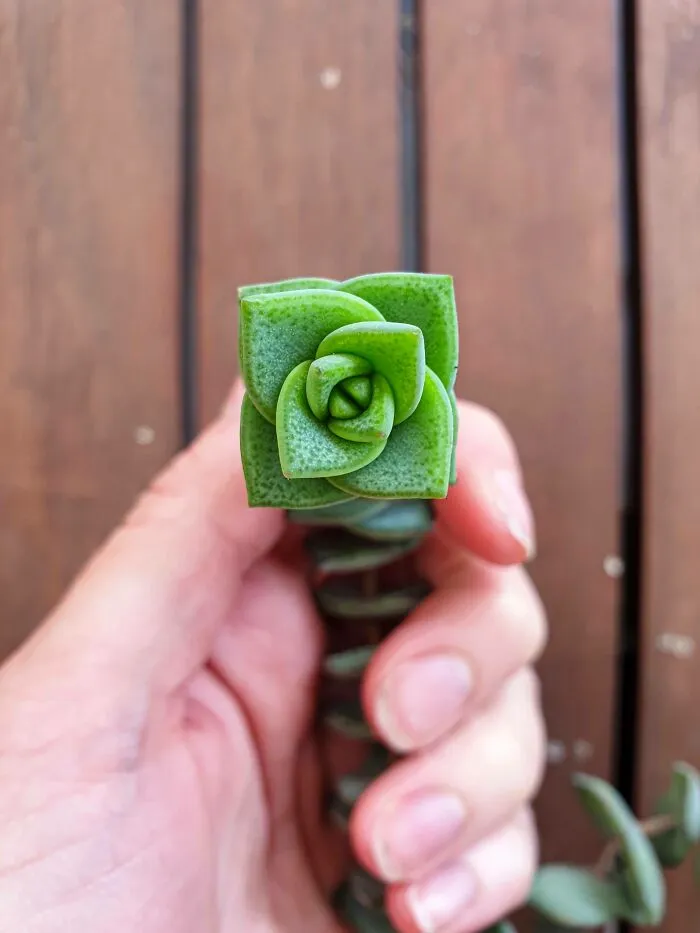 Planta sencilla de forma satisfactoria