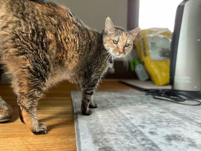 Adopted This 12 Yr Old Battle Axe Today. Turns Out She’s Entirely Deaf. Already Runnin The Place