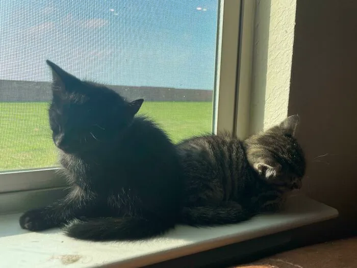 Fui a recoger a mi gatito y acabé adoptando también a su hermano
