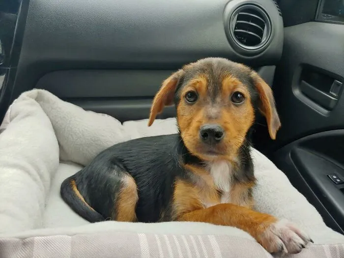 Acabamos de adoptar nuestro primer cachorro. Su nombre es Moose y sólo tiene 9 semanas de edad. Nuestro nuevo buen chico