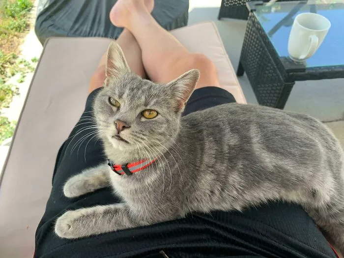 Adopté a esta niña ayer de Best Friends en Kanab, Utah, es honestamente el gatito más dulce que he conocido. Me tocó el premio gordo