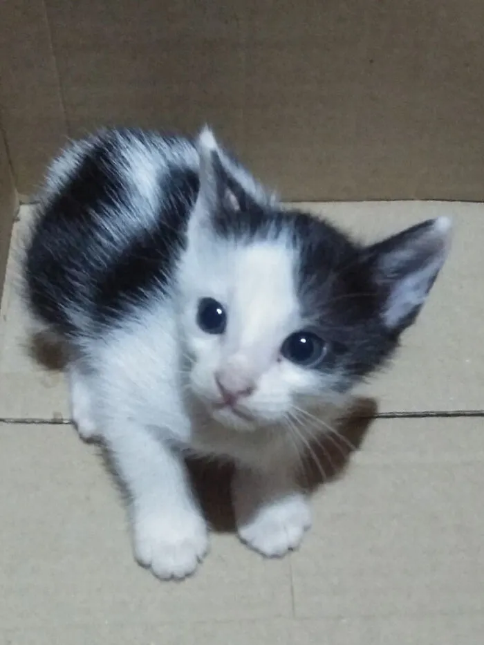 He adoptado una gatita. Es bonita, ¿verdad?