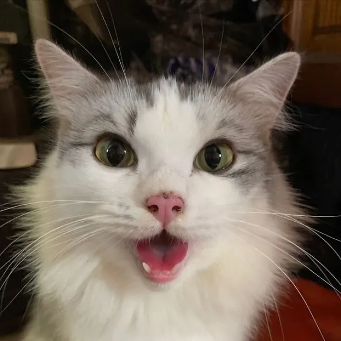 You're Adopted!