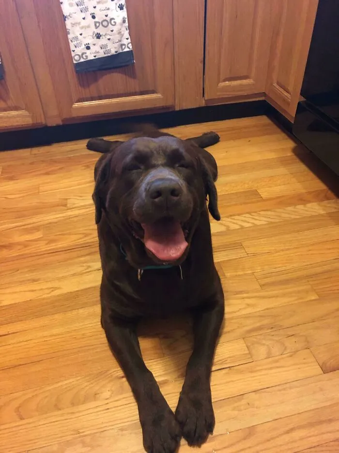 ¡Adoptamos a esta dulce niña de 5 años ayer! ¡Os presento a Dolly!
