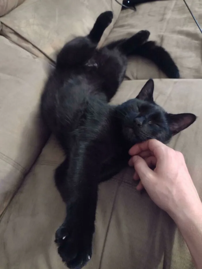 Me aterraba adoptar un gatito rescatado porque no estaba segura de poder hacerlo feliz. 4 meses después, creo que la foto lo dice todo