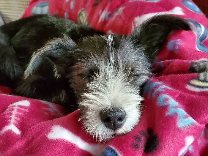 Hoy nos rescatamos mutuamente. Una dulce y tímida niña para llenar mi hogar y mi corazón