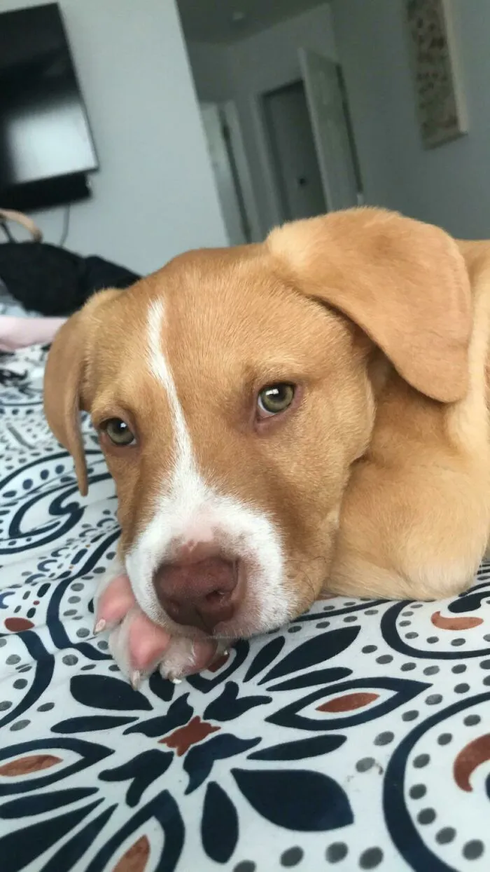 Nuestro nuevo cachorro rescatado Frankie se cree un perro modelo
