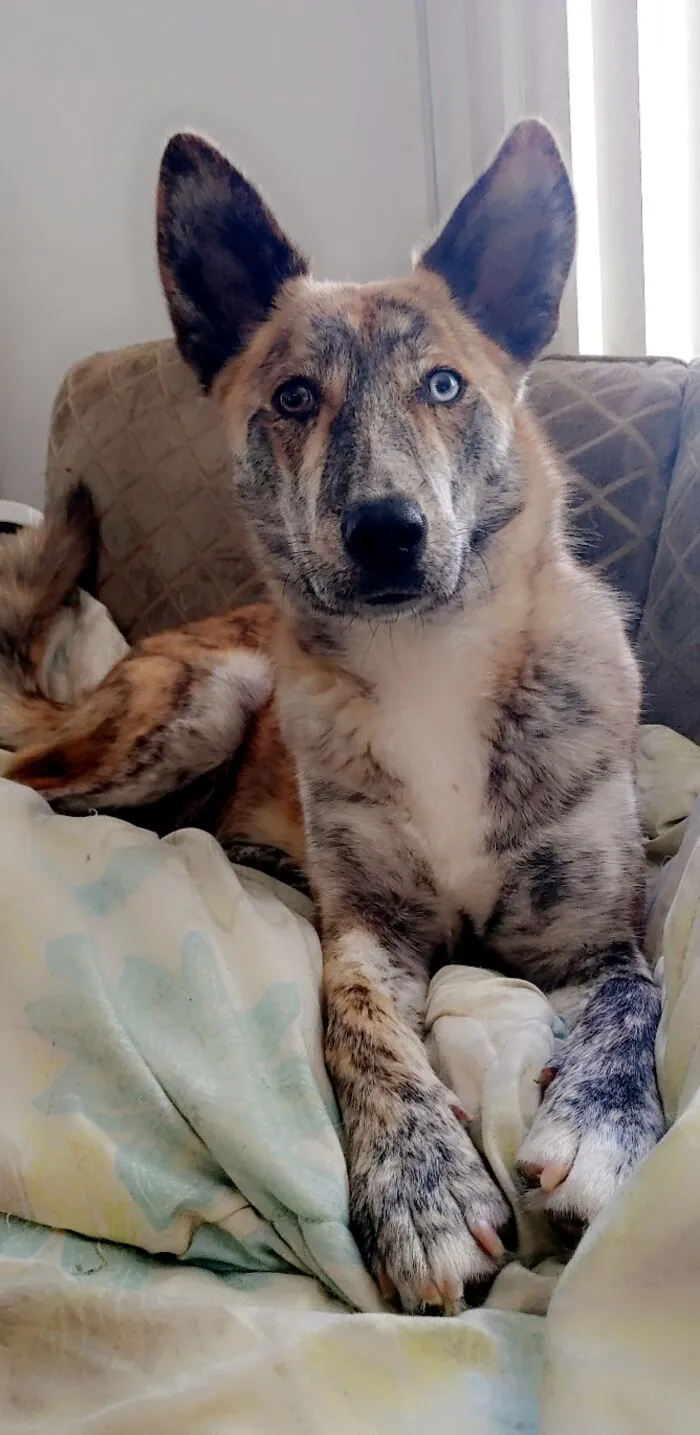 After Months And Months Of Applications Going Unanswered, Our Rescue Dog Found Us When She Came Into My Clinic For A Check-Up