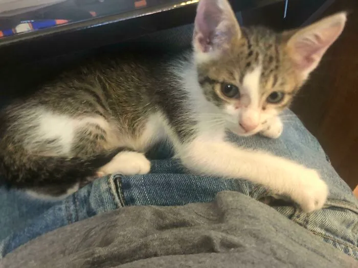 Tiny Friendly Feral I Helped Rescue From A Car Engine. Mine Now Muahahahahaha!