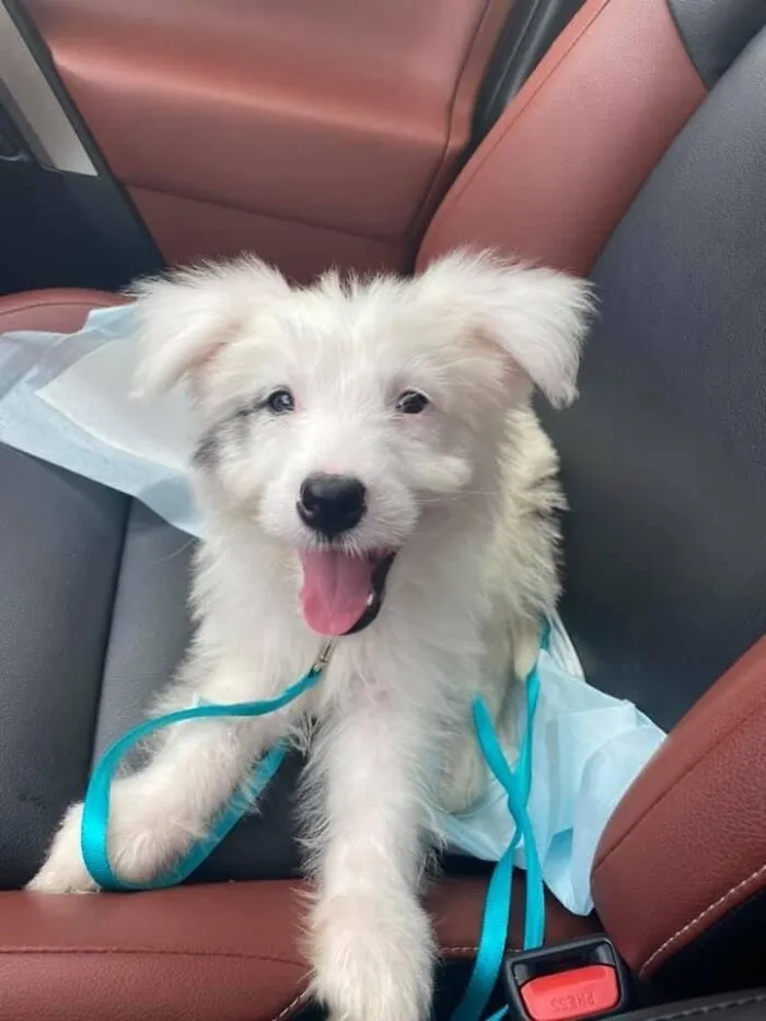 Rescatado este cachorro, conoced a Milo