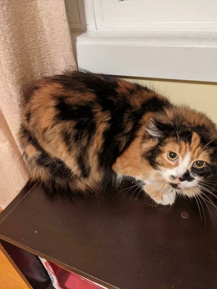Izzy ha sido adoptada. Formaba parte de los 130 gatos que rescatamos de un acaparador compulsivo. Ahora sólo faltan 114 gatos por adoptar