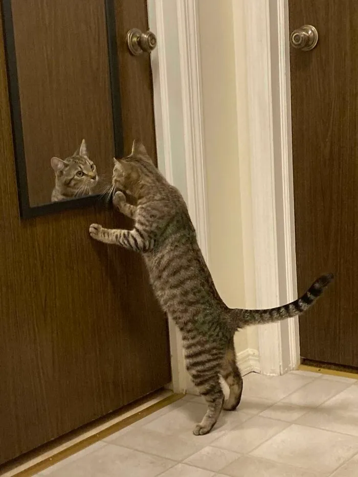 Adoptamos una nueva gata hoy y esta fue la primera foto que capturé. La amo