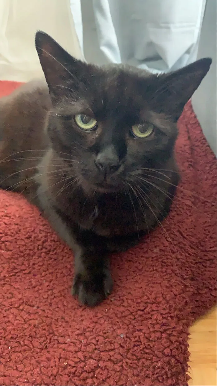 Adopted This 13 Yo Senior Yesterday. Say Hi To Simon!