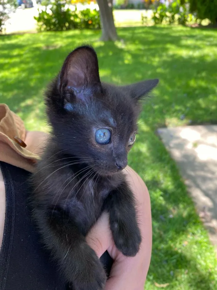 ¡Zuko! Lo adopté ayer. Era un vagabundo y es un poco más pequeño de lo que debería ser, pero espero conseguir que se haga un poco más gordo y más fuerte con un poco de cuidados y la atención muy necesaria. Es un chico tan bueno