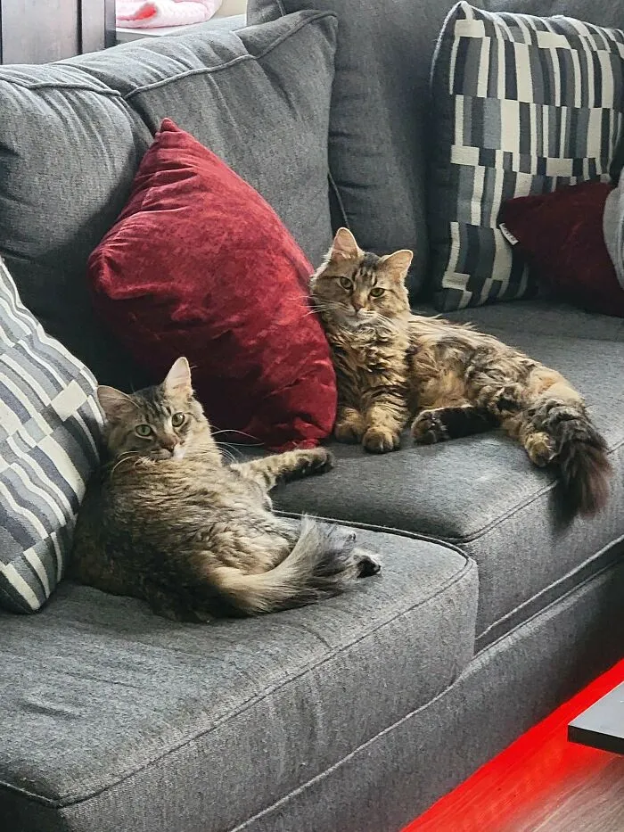 We Adopted Sisters And I'm In Love! 