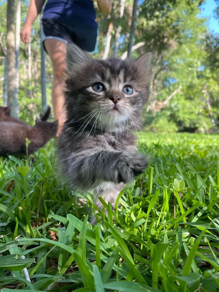 Acabo de adoptar a esta dulce niña. Necesito algunas ideas para los nombres y he pensado que me podríais ayudar