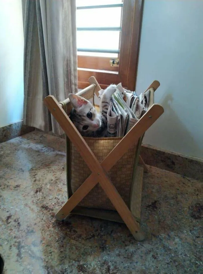 Adopté este gato callejero hace una semana. No pude resistirme a su ternura
