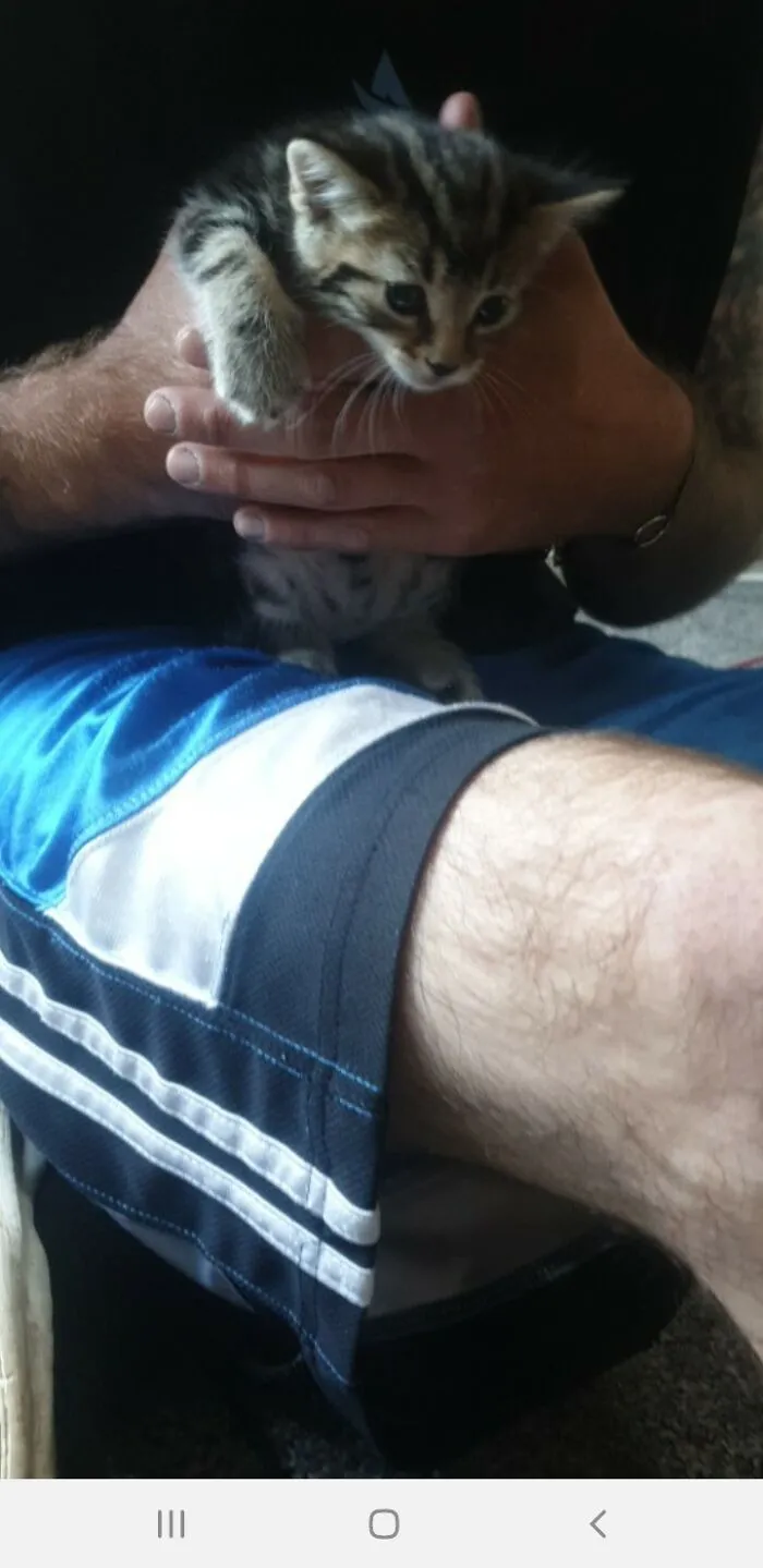 Rescued This Little Dude Today. Some Guy Hitting Cats With A Broom, Was Gunna Kick His Ass If He Didn't Give Me The Cat.. He Is Safe Now