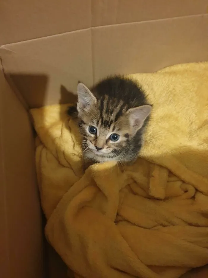 Hoy; mi novio rescató a este pequeño. Fue atacado por alguien que estaba drogado. Bienvenido a casa, Archer. Te prometo que nunca te hará daño nadie más