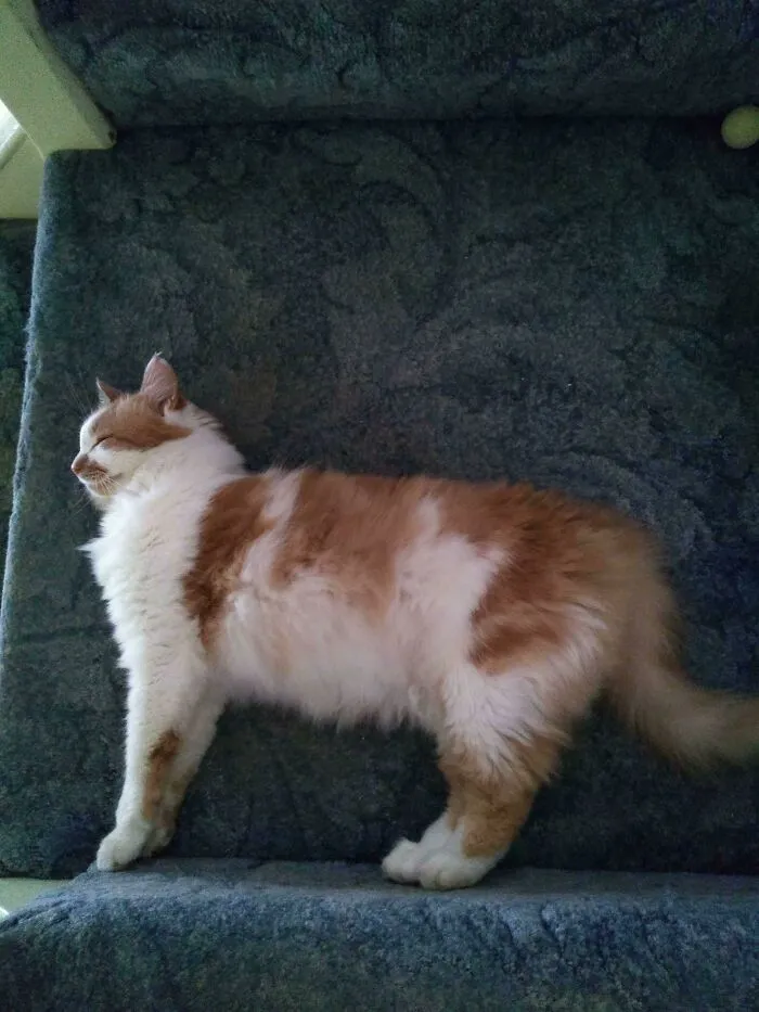 Mi gato se quedó dormido como si estuviera de pie
