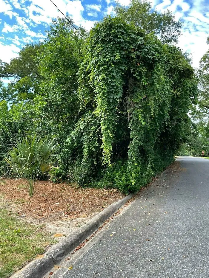 Yo These Vines In My Neighborhood Look Like An Elephant