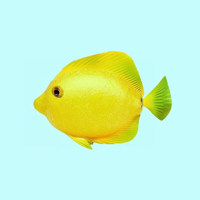 100 Photo Manipulations Of Animals Photoshopped Into The Most Random Things By Les Creatonautes 