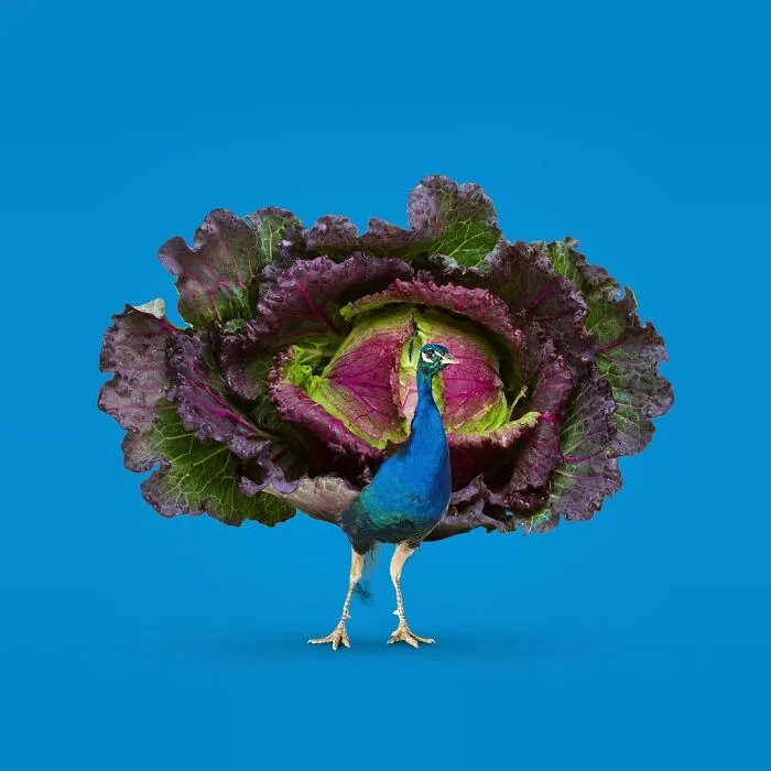 100 Photo Manipulations Of Animals Photoshopped Into The Most Random Things By Les Creatonautes 