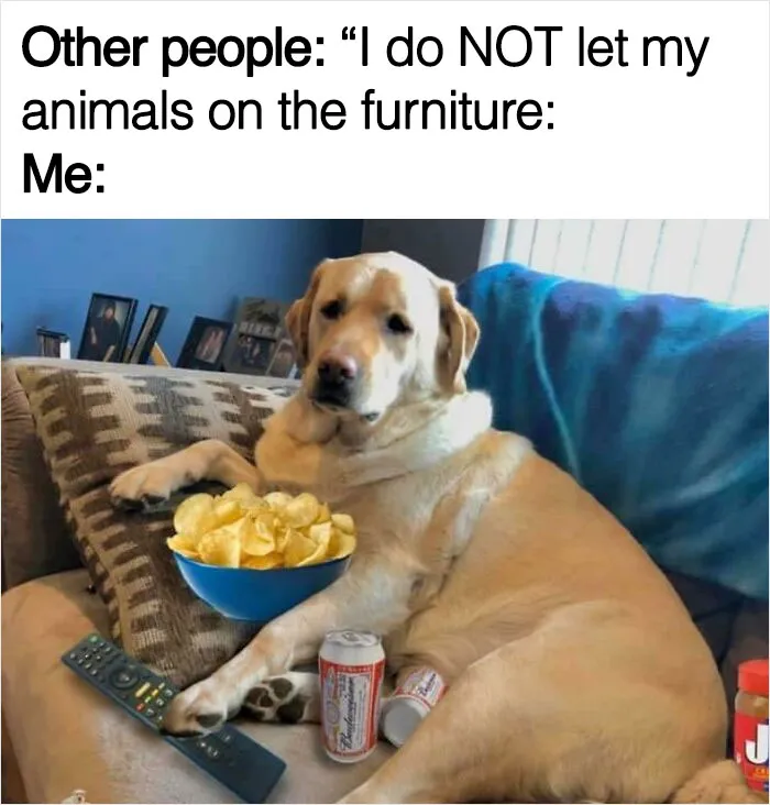 40 Truthful Memes About What It's Like To Have A Dog