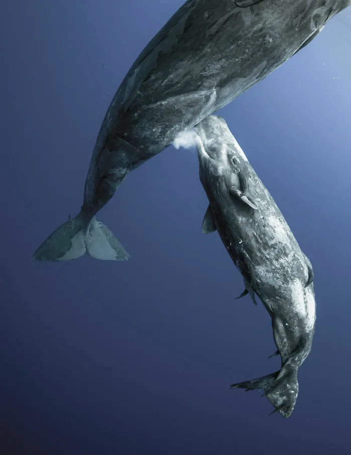 Aquatic Life, Finalist: 'Private Moment Of Milk Feeding' By ‍mike Korostelev, Indian Ocean