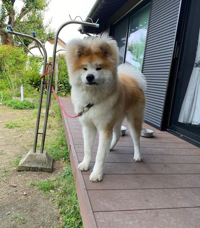 30 Pics Capturing This Adorable Akita Named Bob Who Has A Unique Heart-Shaped Face