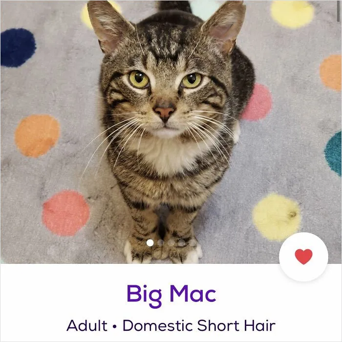 40 Hilariously-Creative Pet Names Shared By The "Petfinder Names" Twitter Page