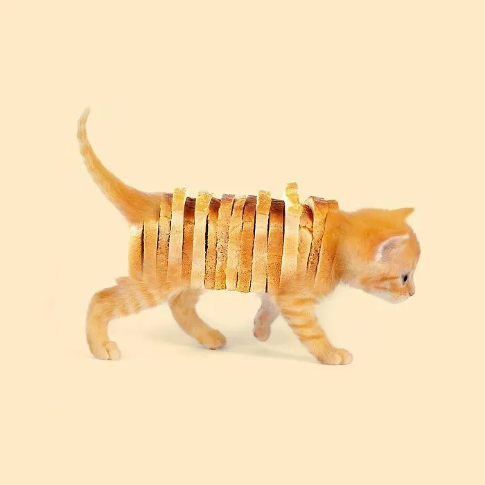 100 Photo Manipulations Of Animals Photoshopped Into The Most Random Things By Les Creatonautes 